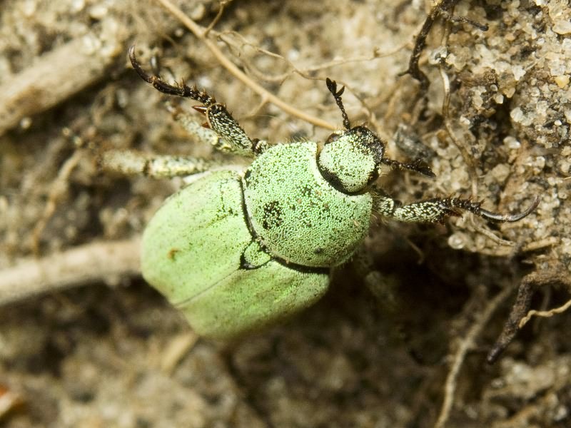 Hoplia parvula Krynicki, 1832